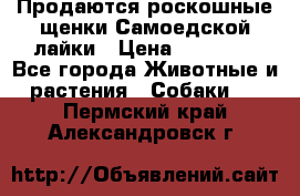 Продаются роскошные щенки Самоедской лайки › Цена ­ 40 000 - Все города Животные и растения » Собаки   . Пермский край,Александровск г.